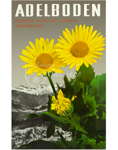 ADELBODEN (FLOWERS)