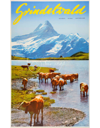GRINDELWALD (Cows)