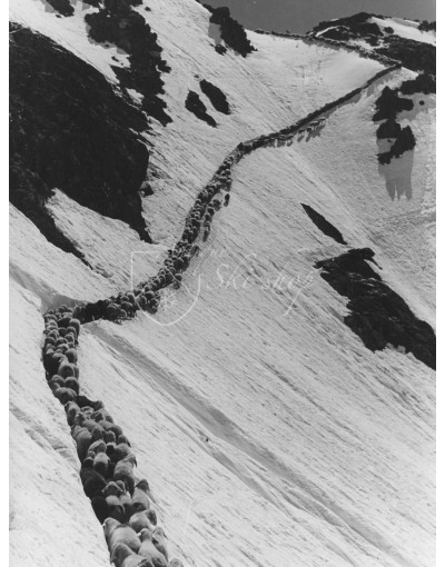 Vintage Mountain Photo - 2000 Sheep